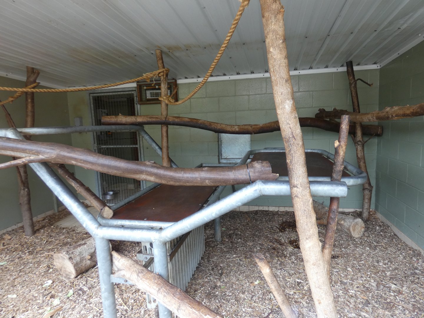 Black-and-gold howler monkey indoor enclosure