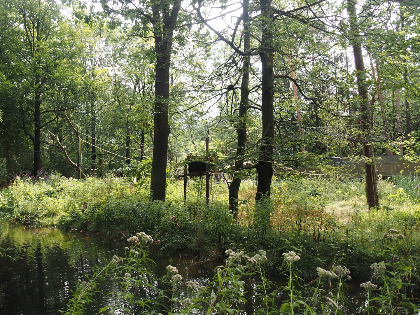 Black-and-gold howler monkey island, 2024-08-18