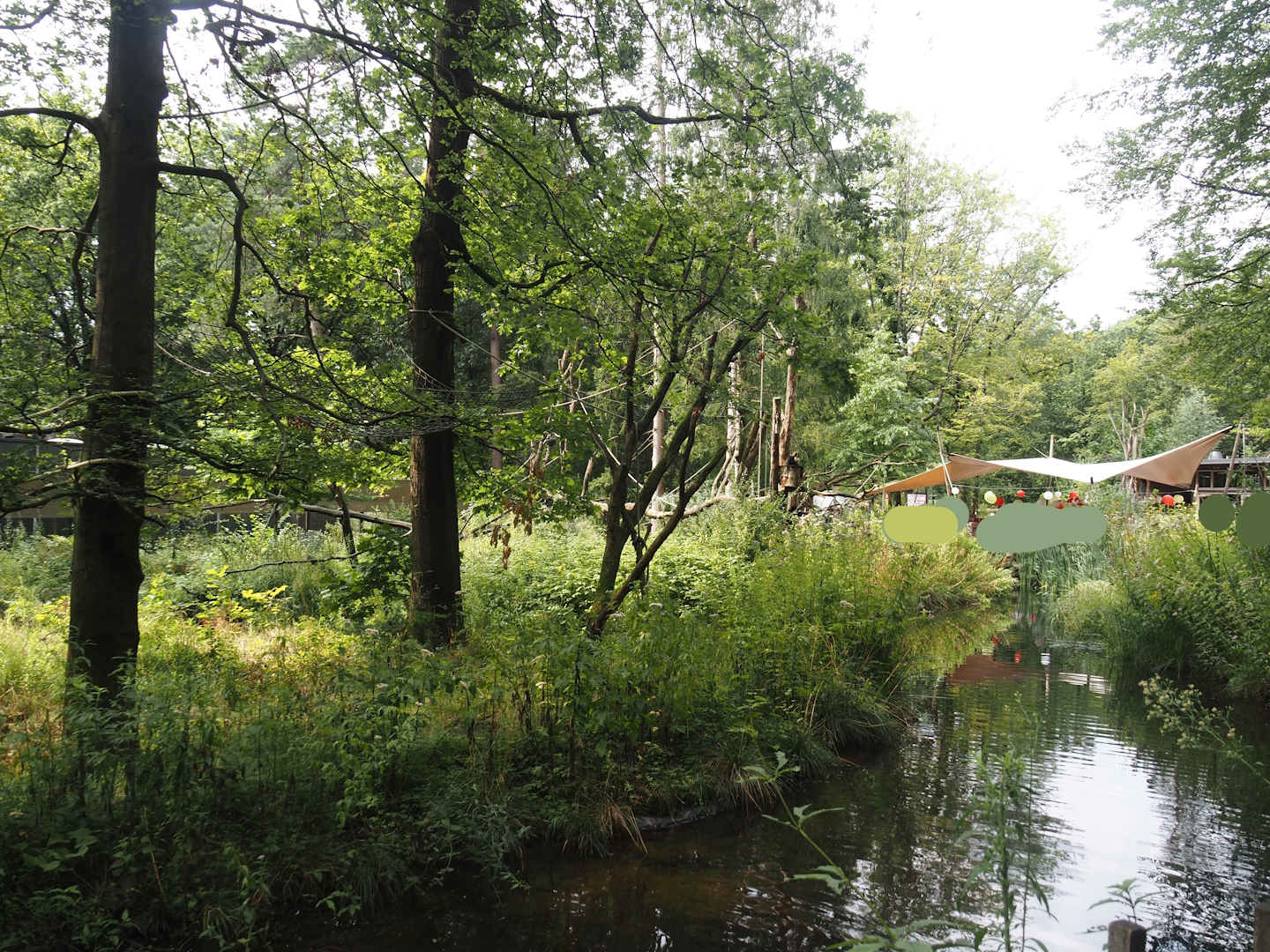 Black-and-gold howler monkey island, 2024-08-18