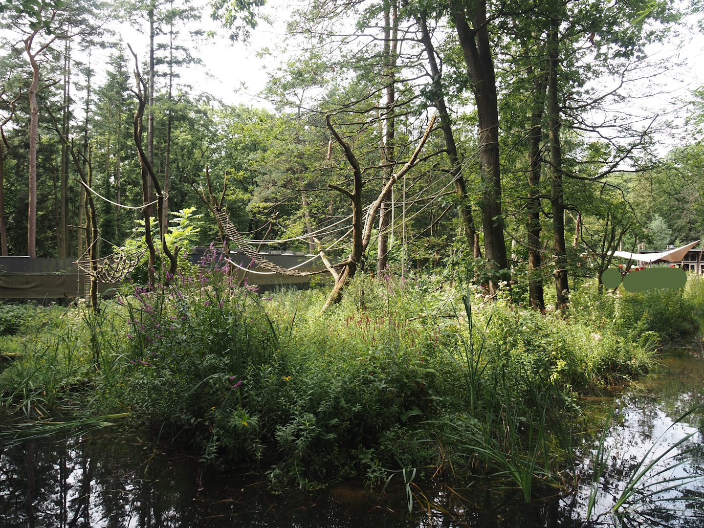 Black-and-gold howler monkey island, 2024-08-18