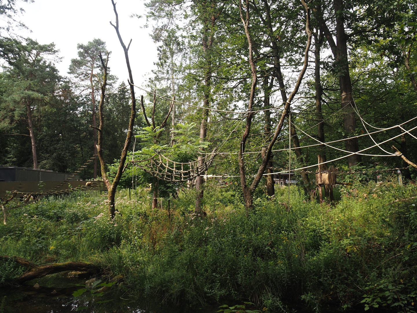 Black-and-gold howler monkey island, 2024-08-18