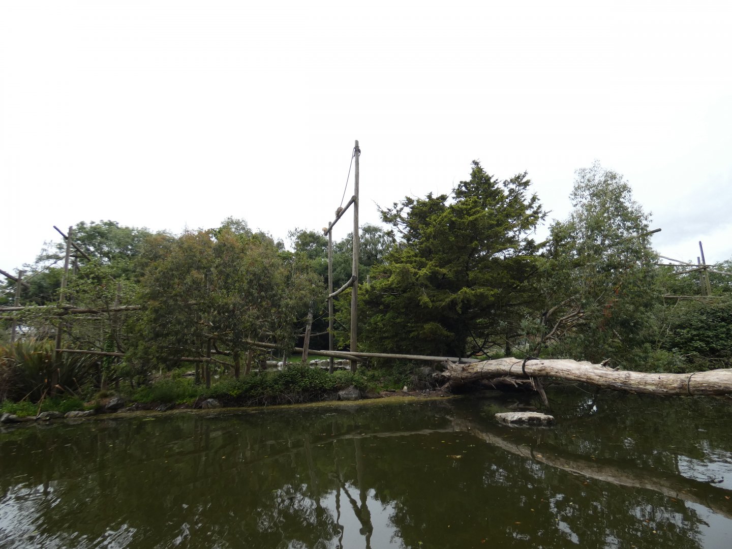 Black-and-gold howler monkey island
