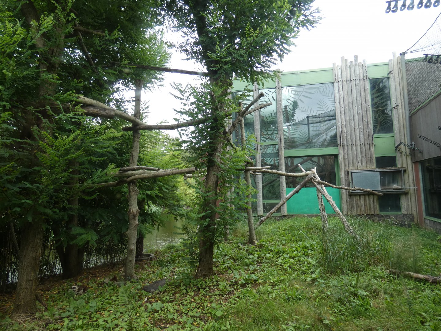 Black-and-gold Howler Monkey outdoor enclosure