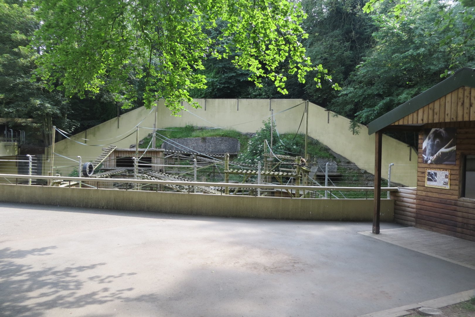 Black and gold howler monkey outdoors 230619