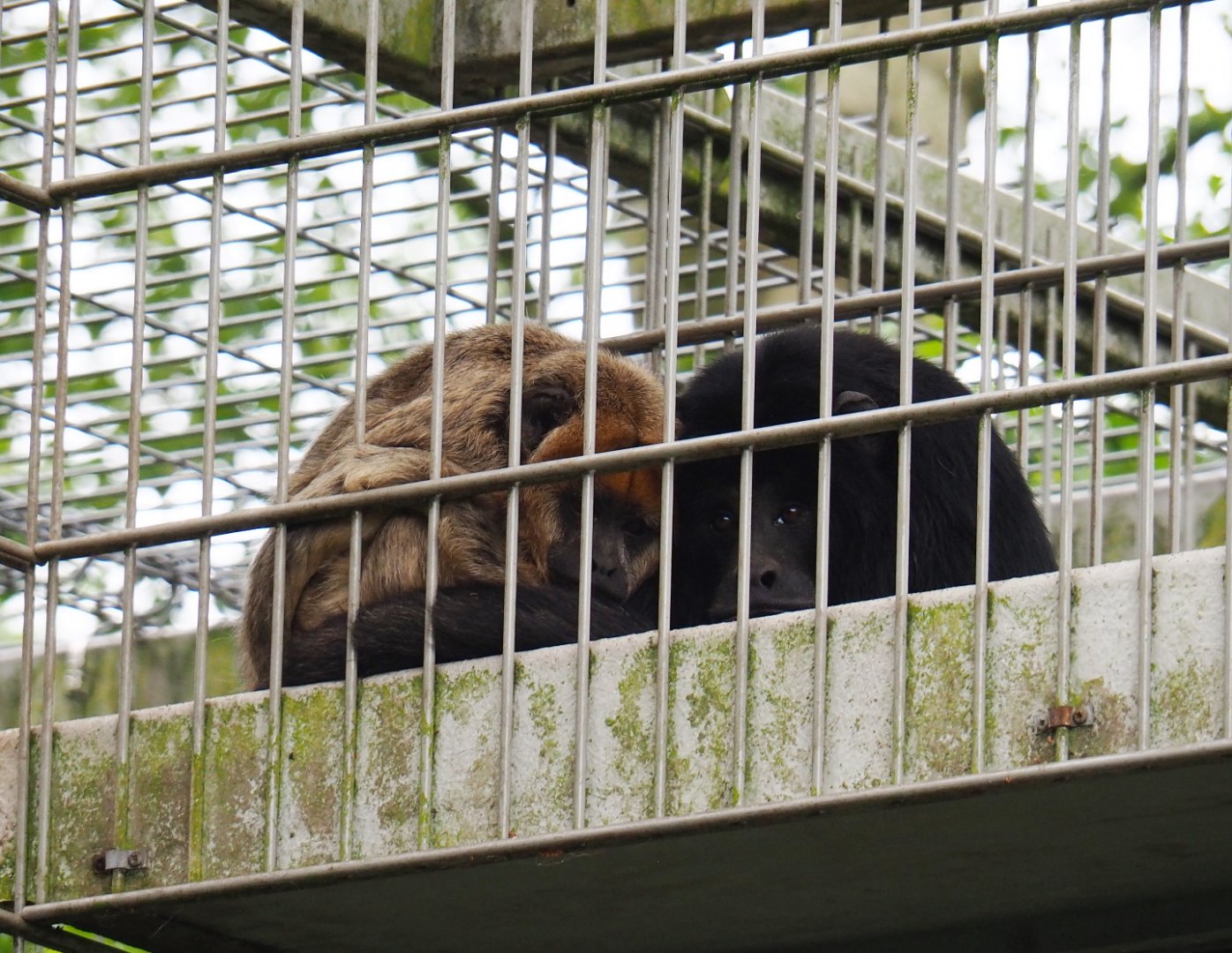 Black-and-gold howler monkey pair (Alouatta caraya), 2019-05-25