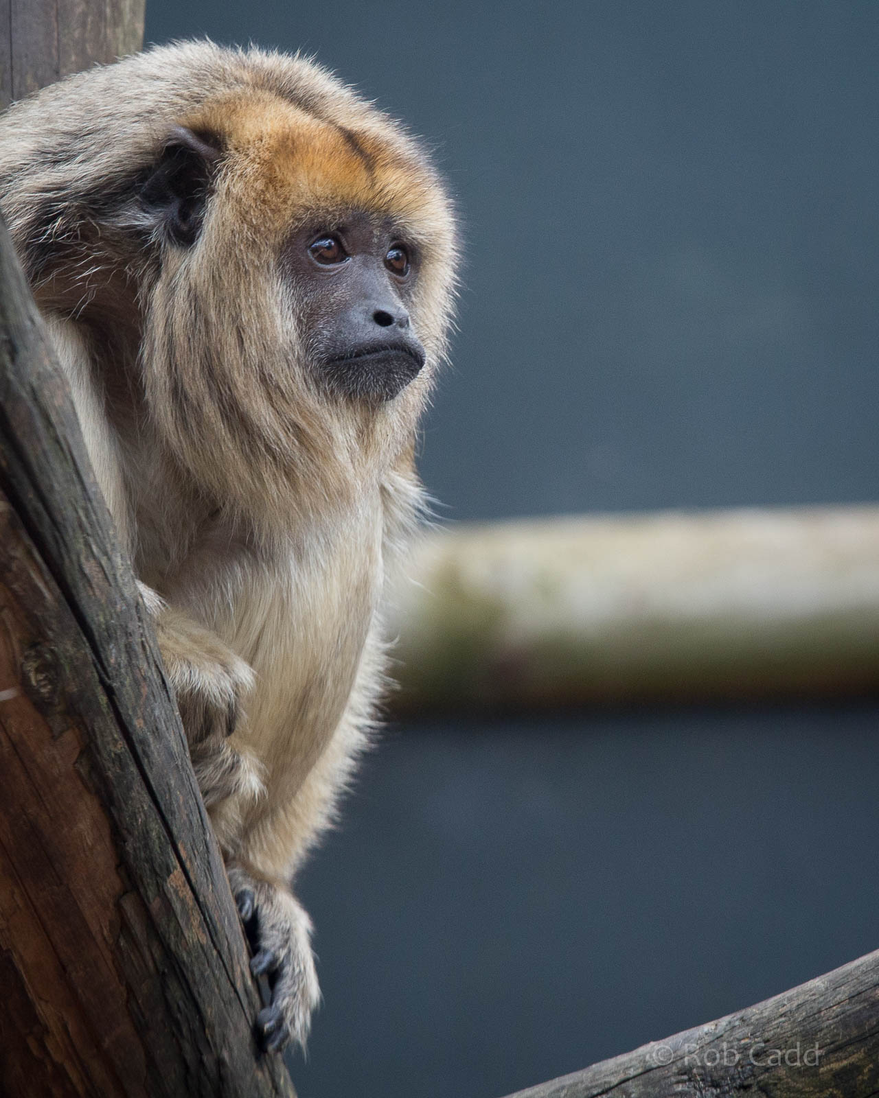 Black-and-gold howler monkey : Twycross : 03 Oct 2014