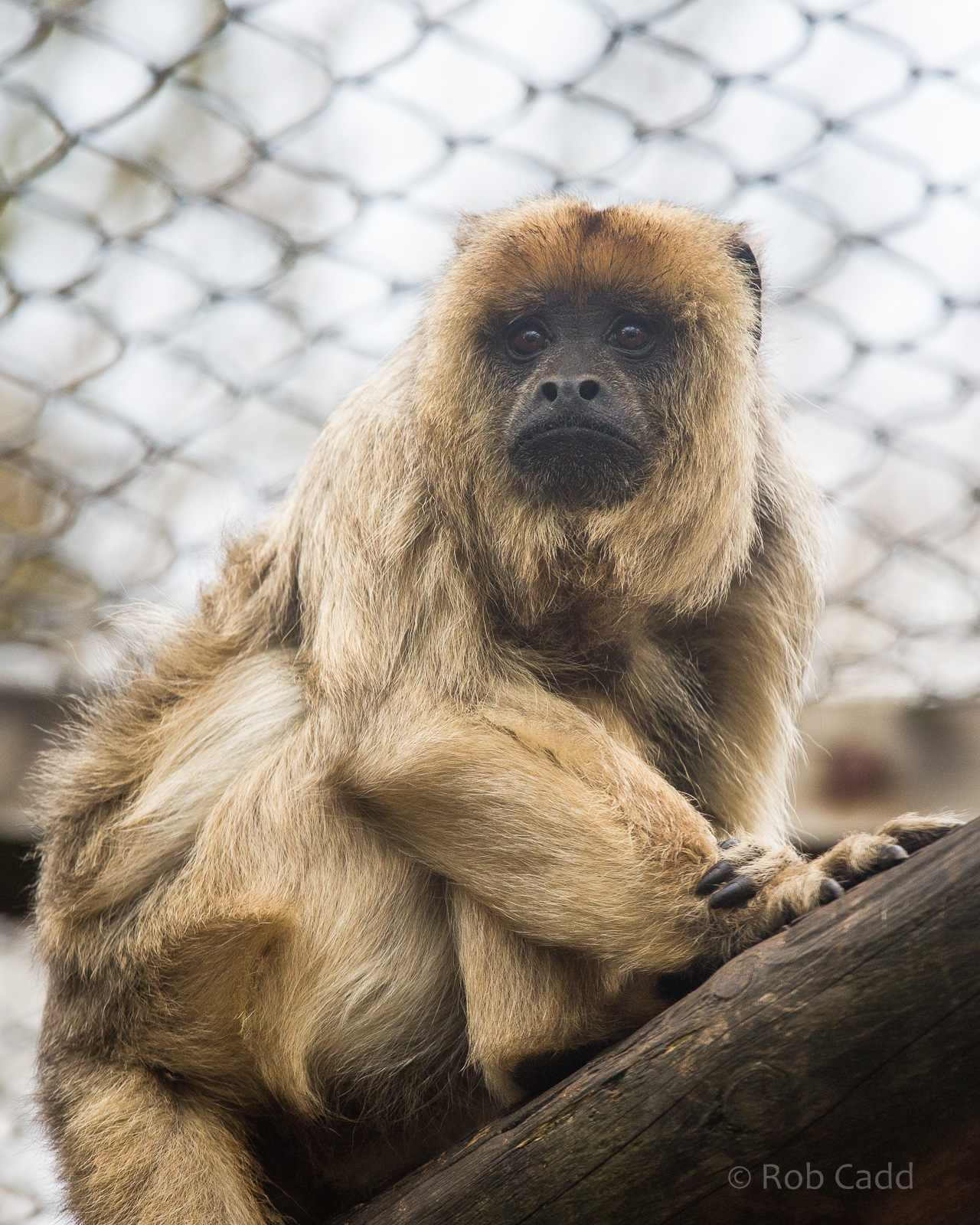 Black-and-gold howler monkey : Twycross : 03 Oct 2014
