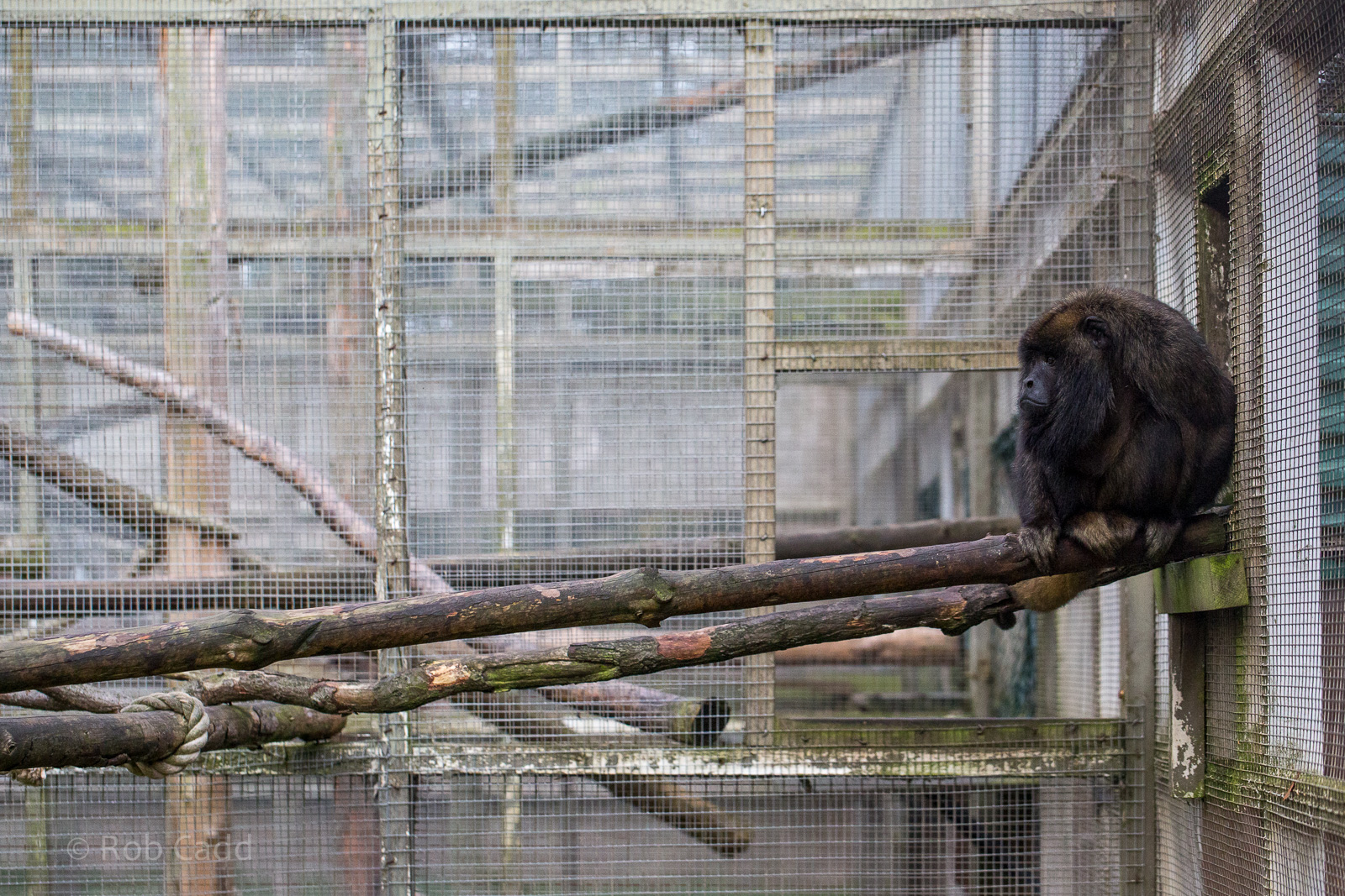 Black-and-gold howler monkey : Twycross : 31 Oct 2014