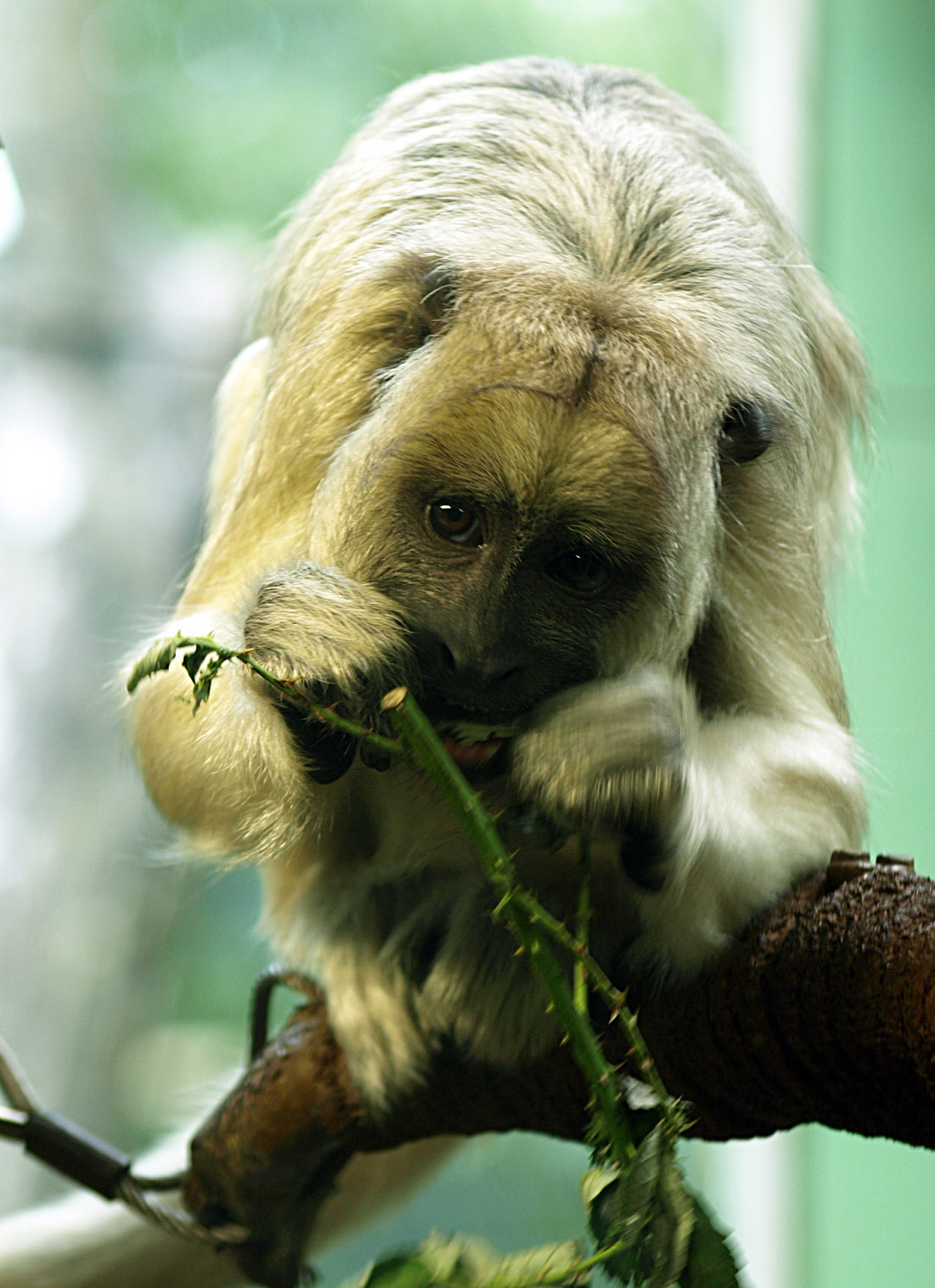 Black and gold Howler monkey