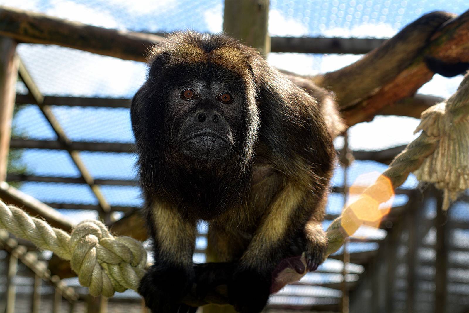 Black-and-gold howler monkey