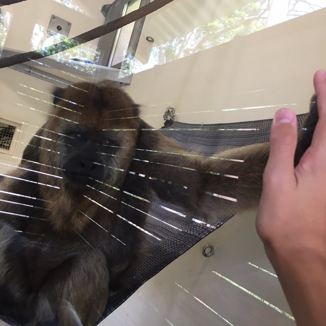 Black-and-gold Howler Monkey