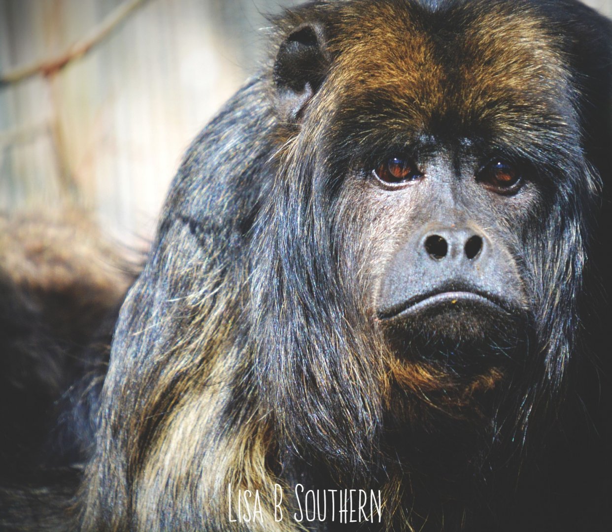 .:Black-and-Gold Howler Monkey:.