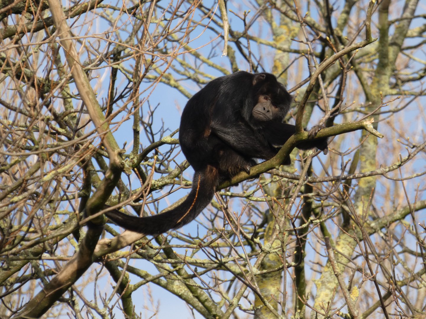 Black-and-gold howler monkey