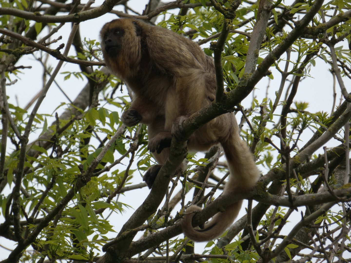 Black-and-gold howler monkey