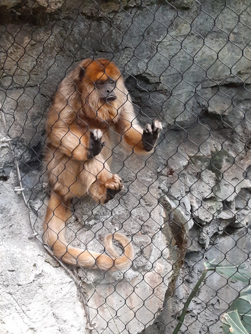 Black-and-Gold Howler Monkey