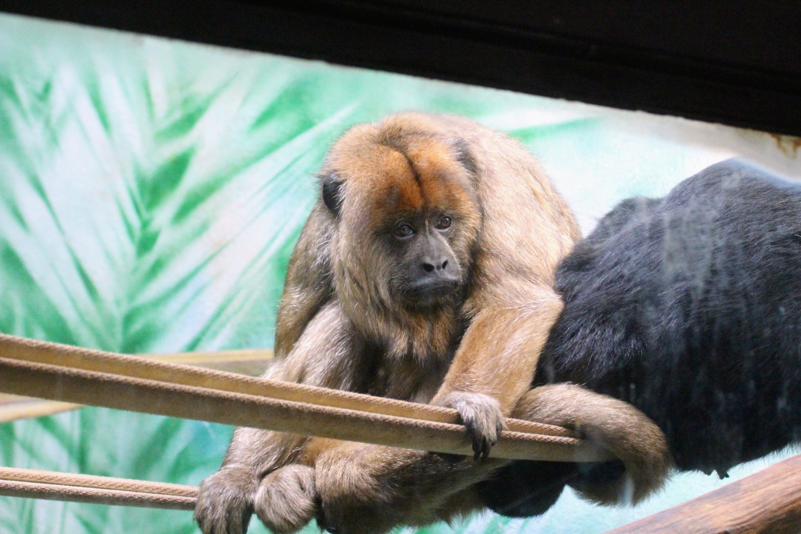 Black-and-gold Howler Monkey