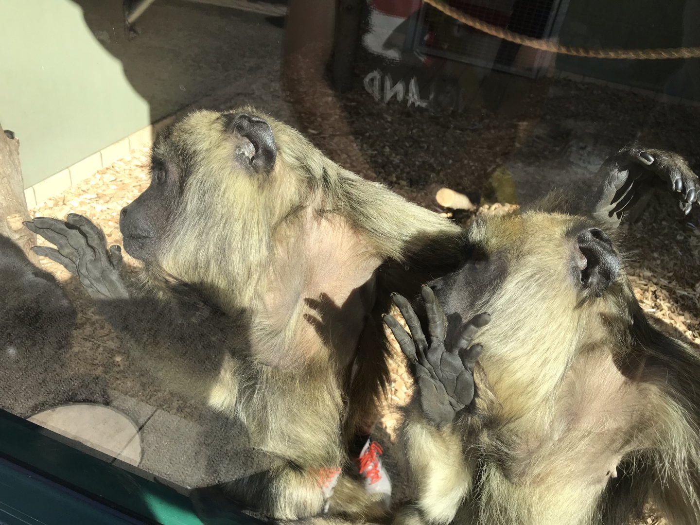 Black-and-gold howler monkeys 100818