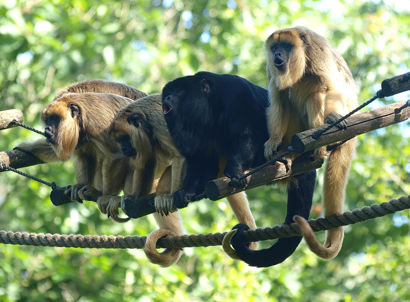 Black-and-gold howler monkeys (Alouatta caraya), 2015-08-01