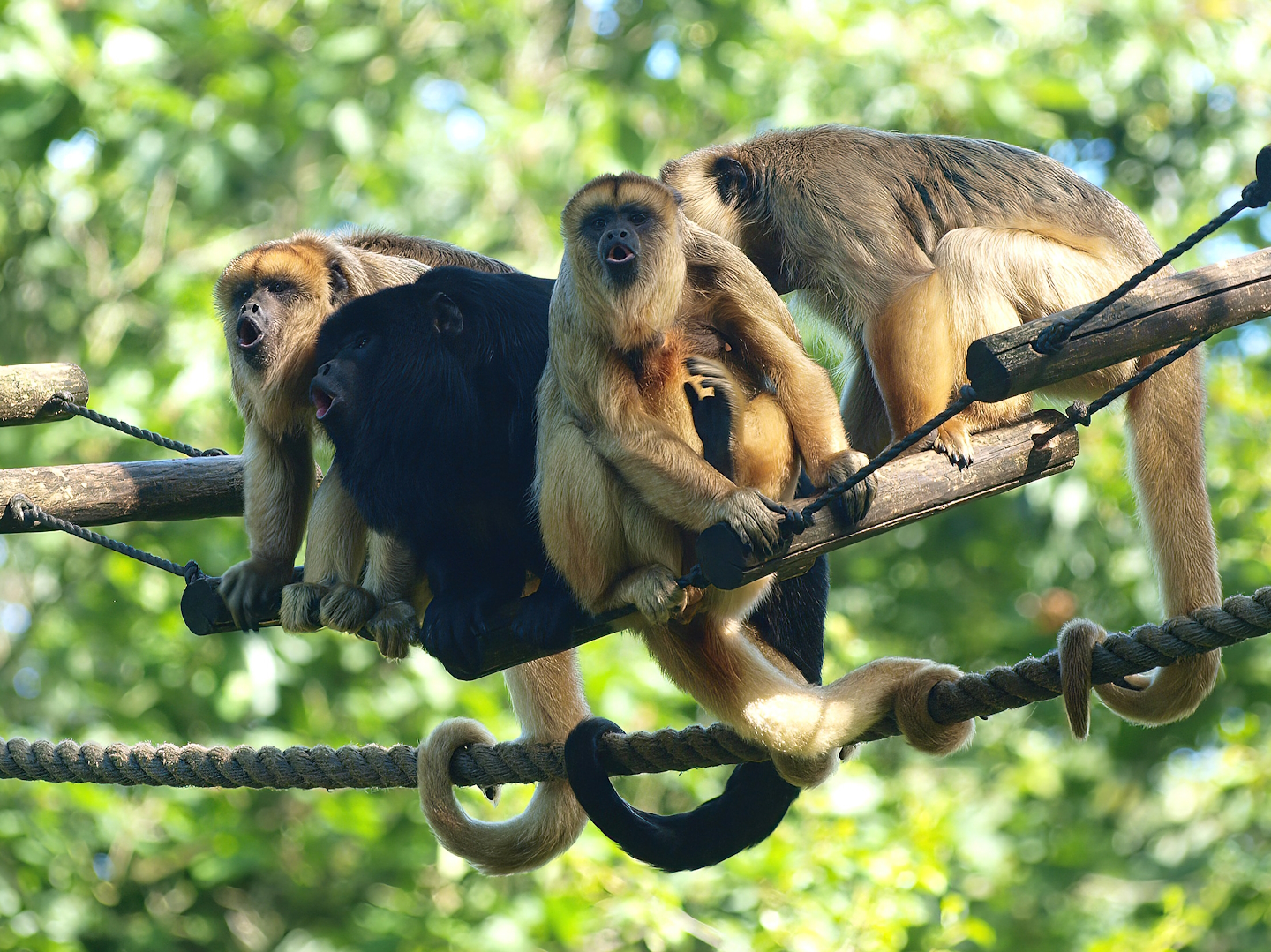Black-and-gold howler monkeys (Alouatta caraya), 2015-08-01