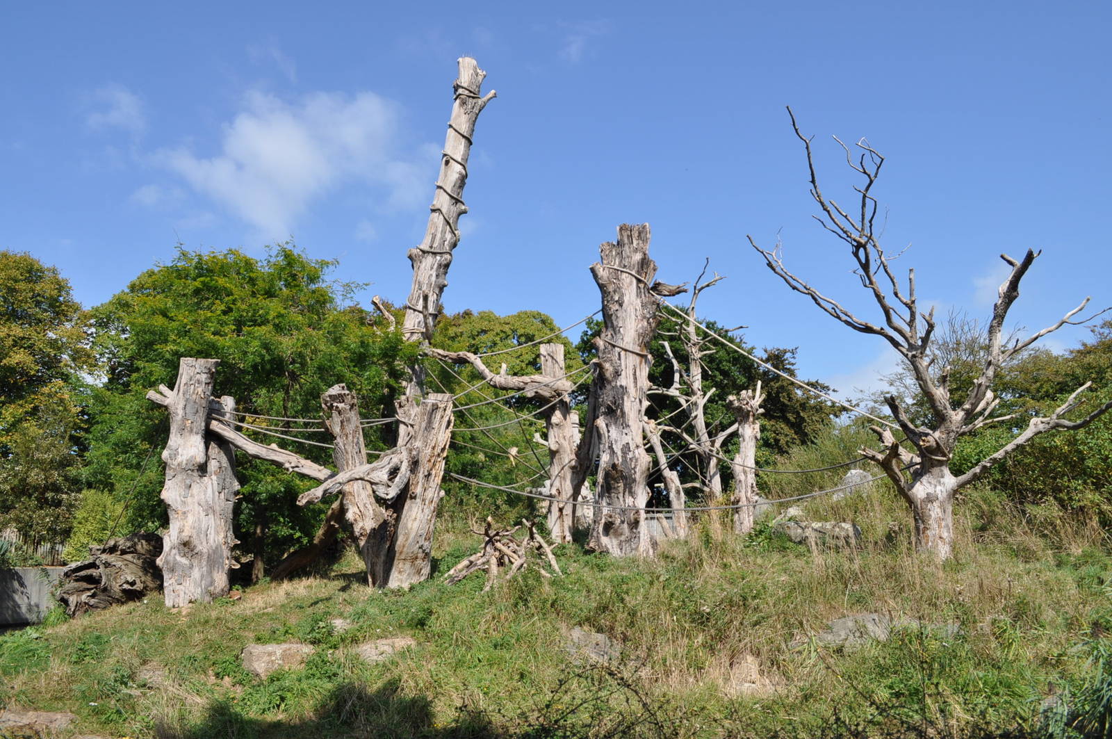 Black and Gold Howler Monkeys at "First Impressions"