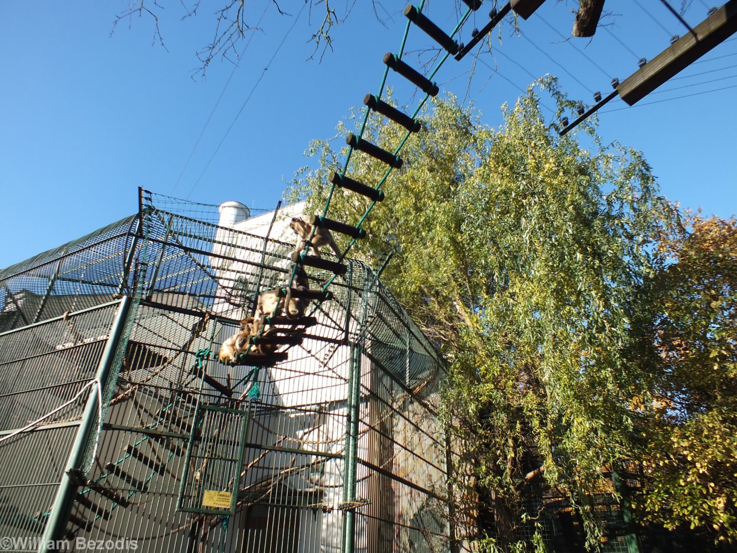 Black-and-gold Howler Monkeys Outside their Enclosure