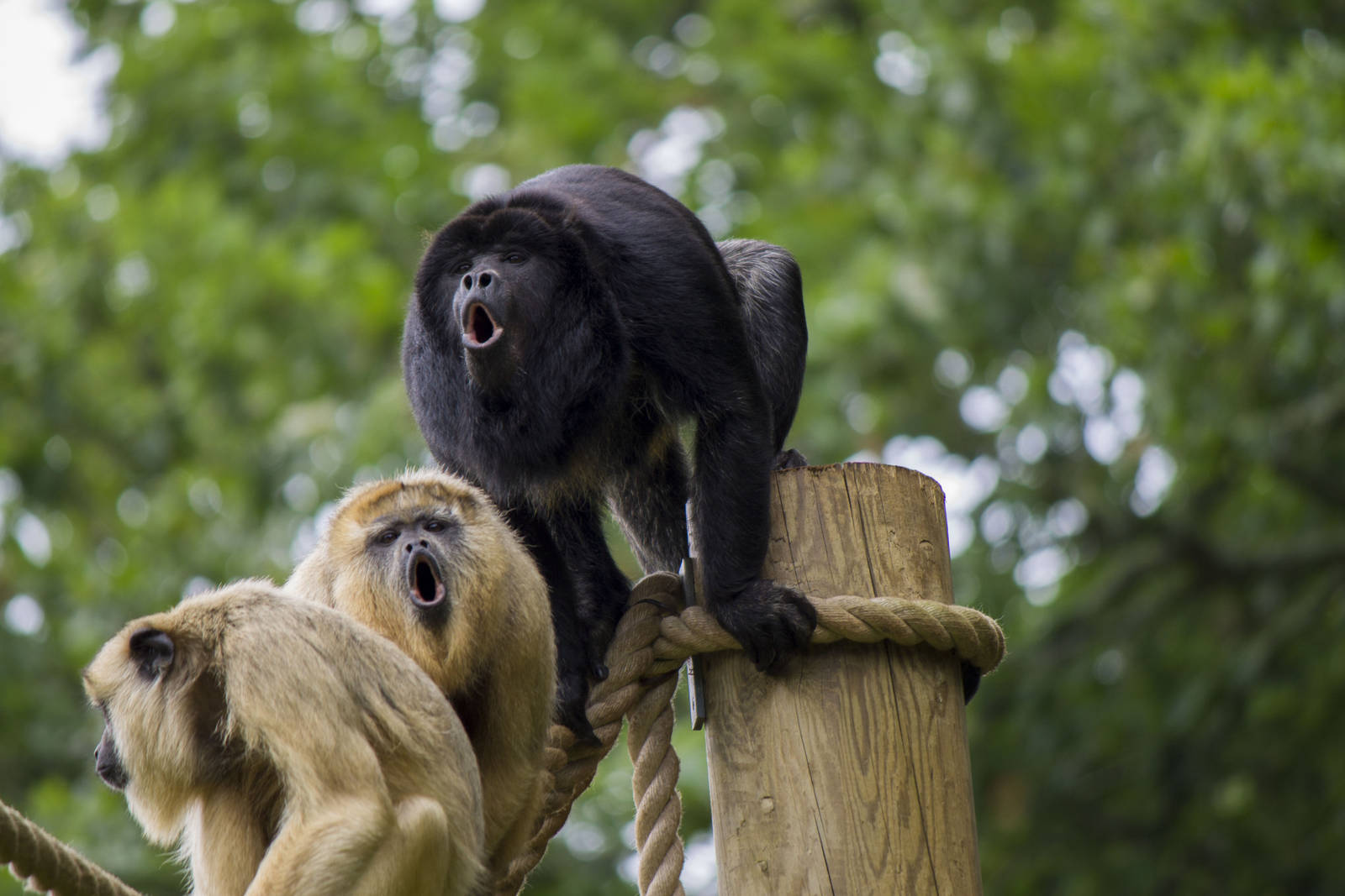 Black and gold howler monkeys