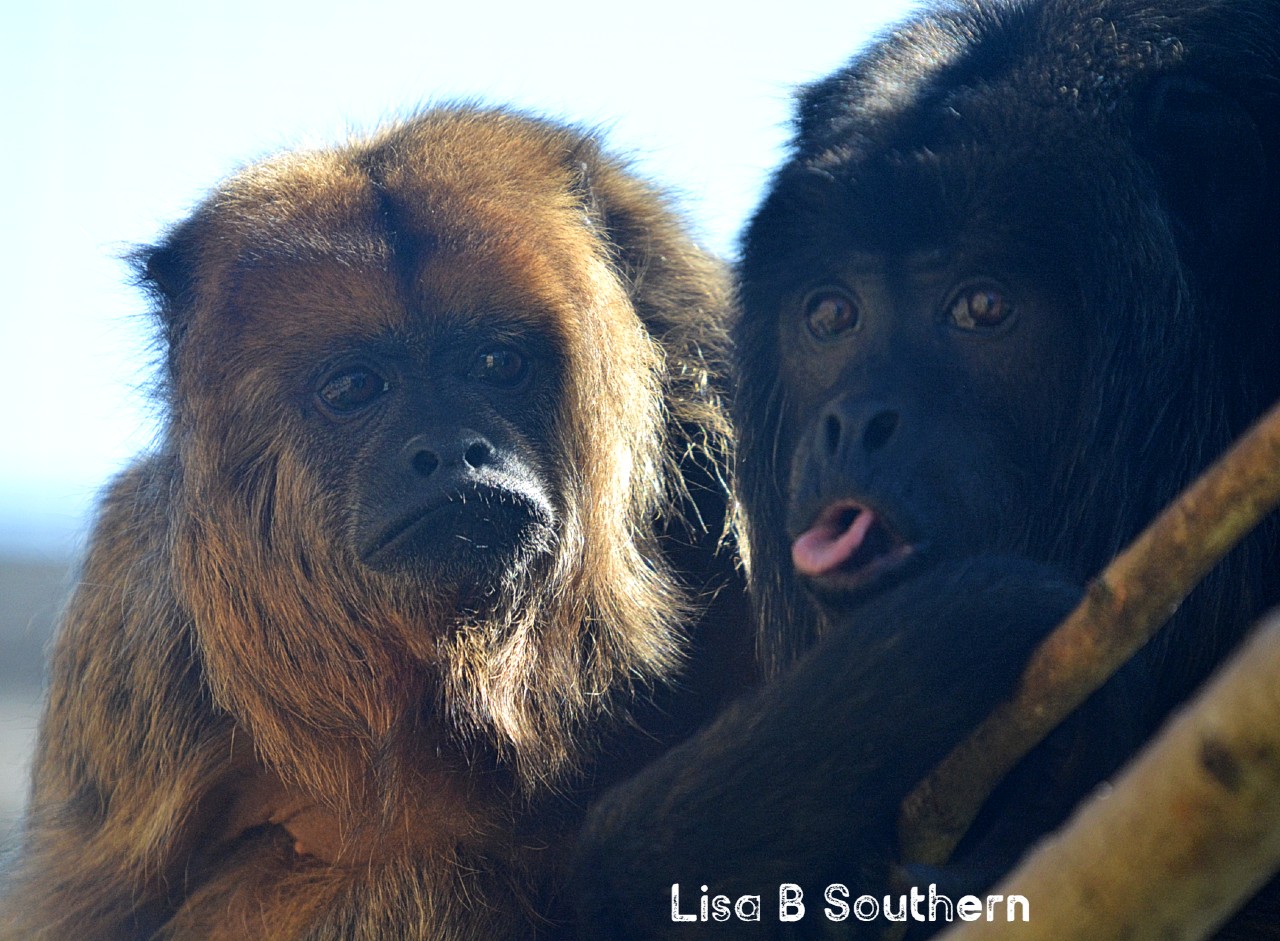 Black And Gold Howler Monkeys