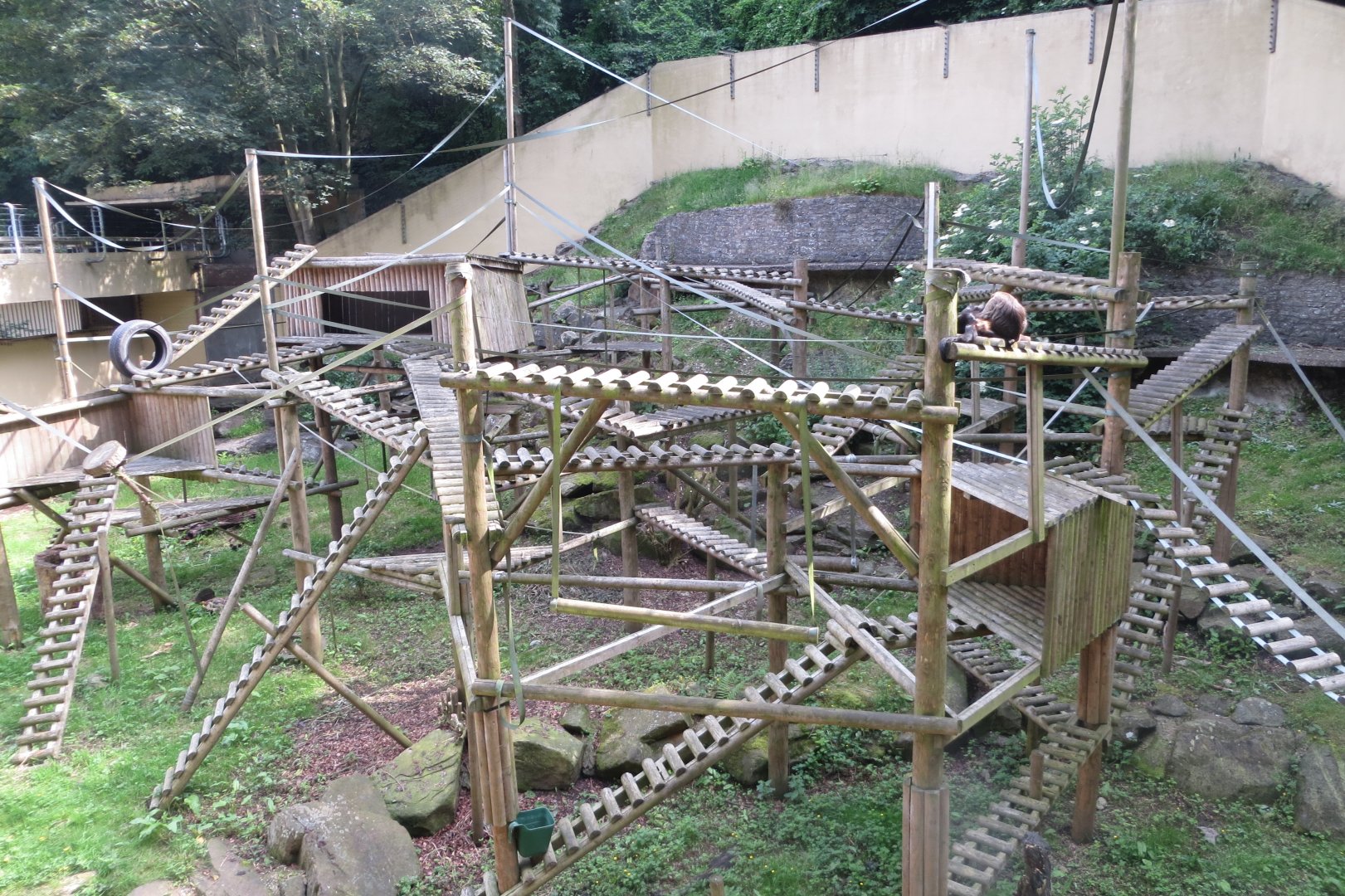 Black and gold howler outside 230619