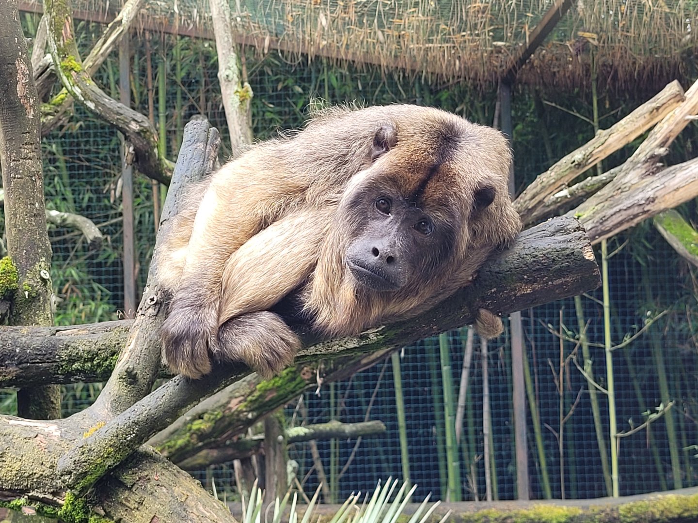 Black-and-gold howler -Zoo du bassin d'Arcachon (2024)