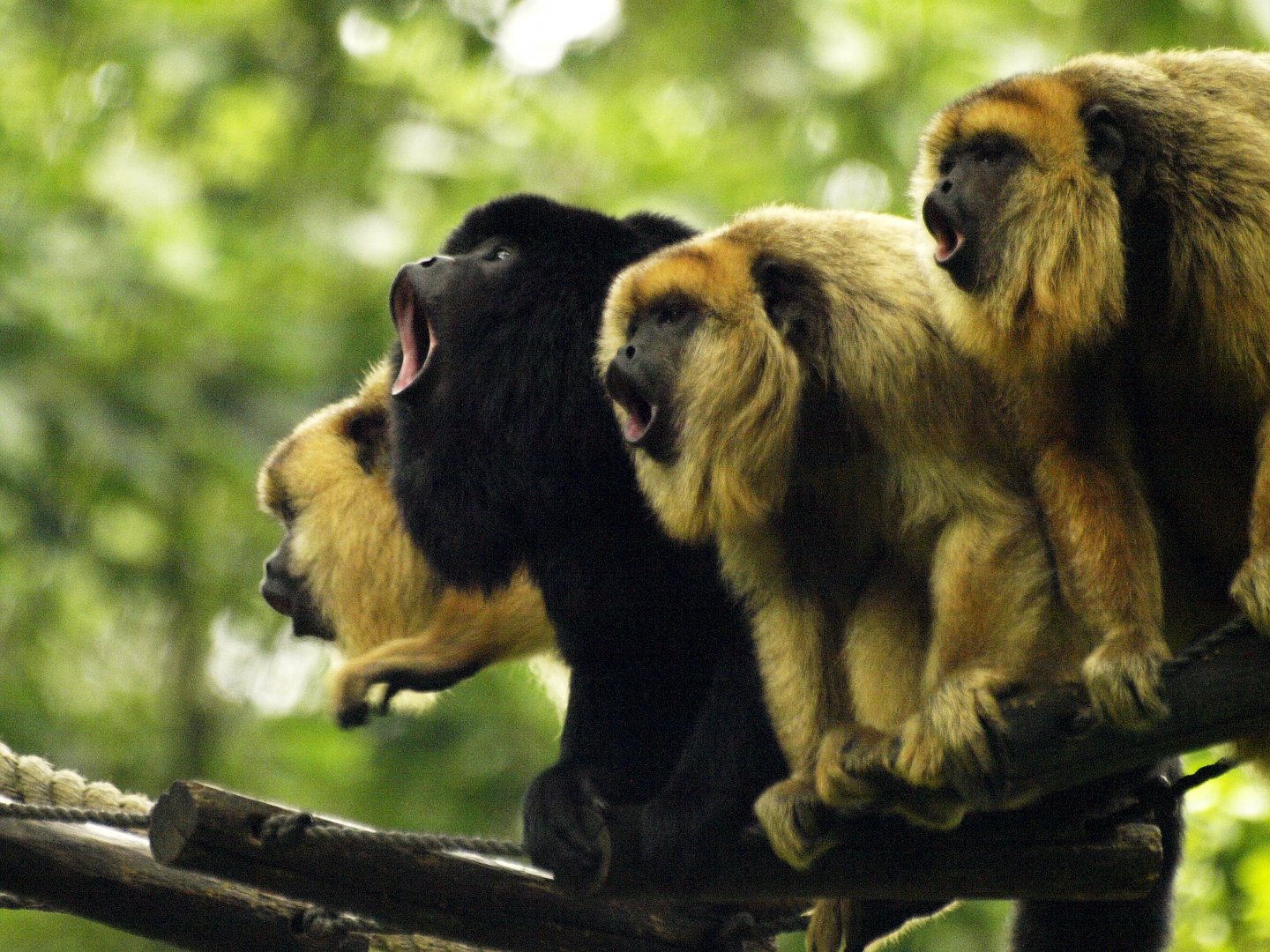 Black and gold howler