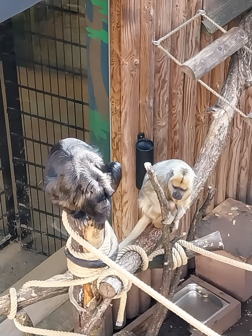 Black and golden howler monkey (Alouatta caraya)