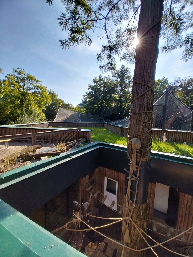 Black and golden howler monkey (Alouatta caraya)