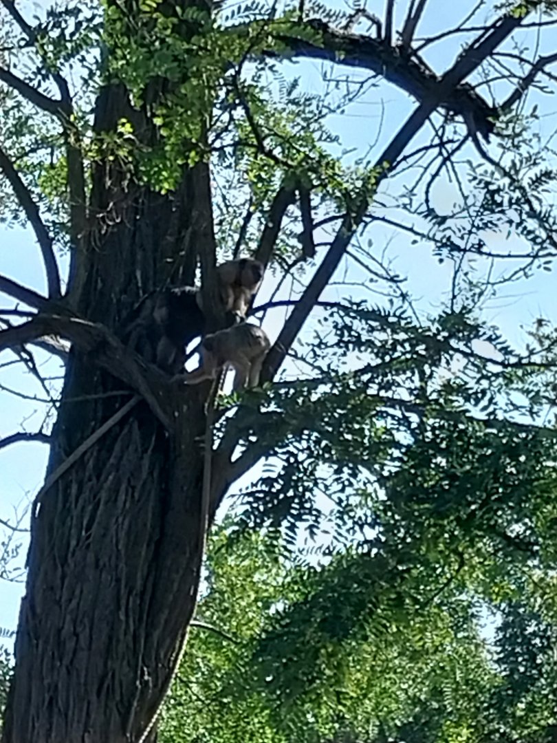 Black and golden howler monkey (Alouatta caraya)