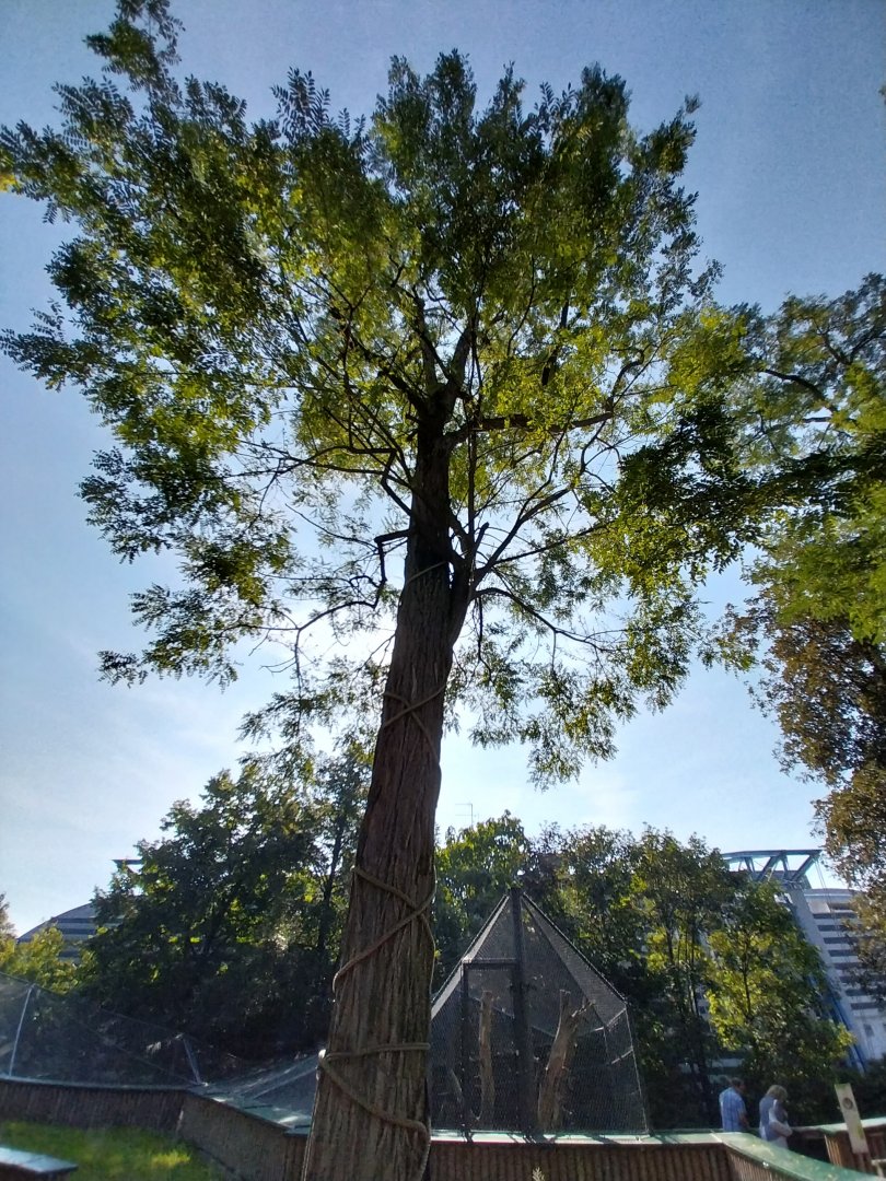Black and golden howler monkey climbing tree