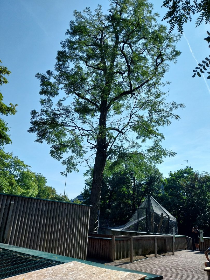Black and golden howler monkey climbing tree