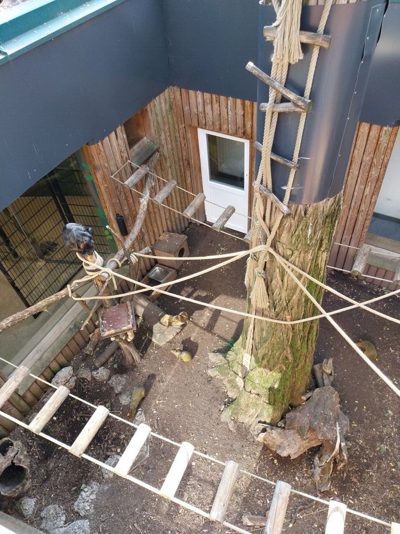 Black and golden howler monkey pit