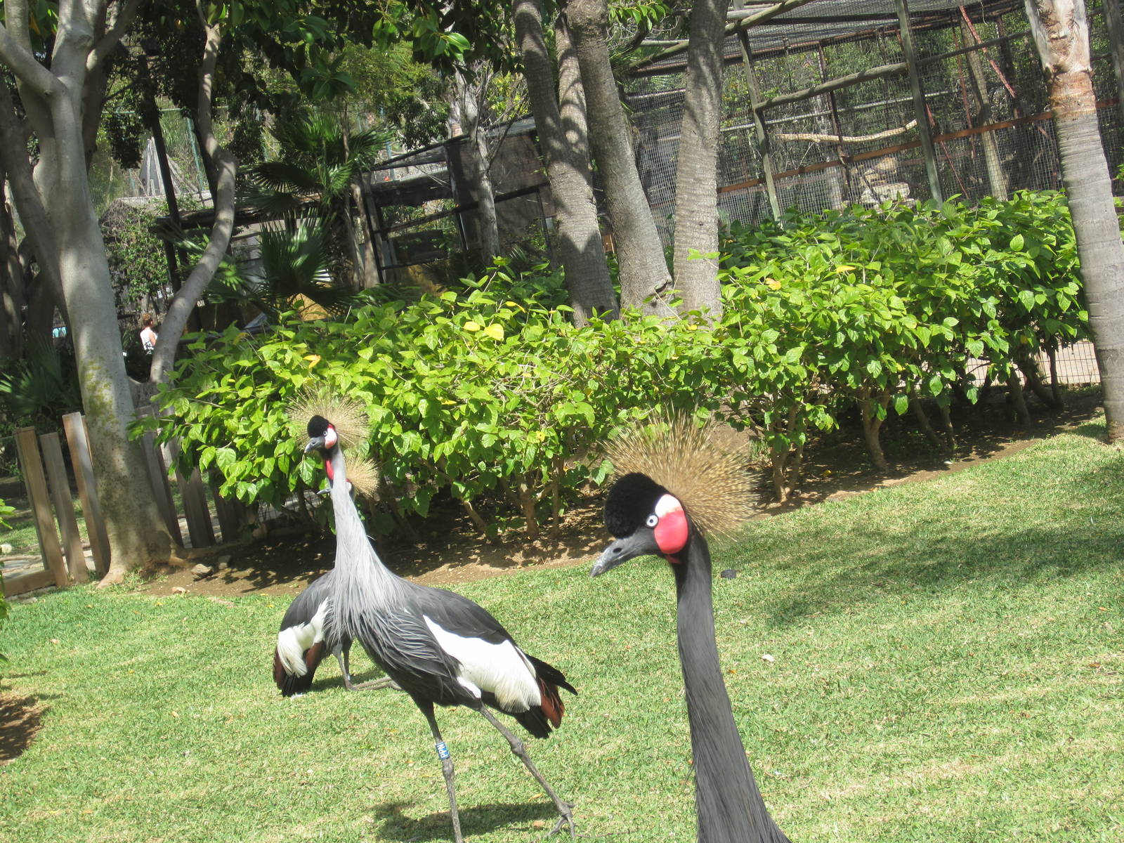 Black and gray crowned crane
