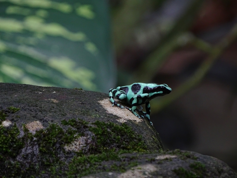 Black-and-Green Poison dart frog