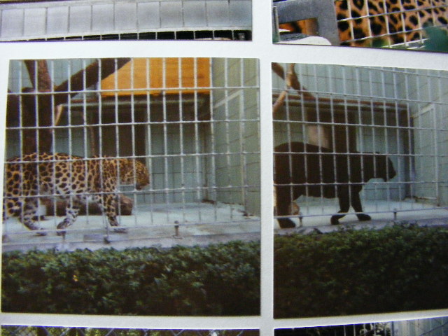 black and normal amur leopard (?)1994