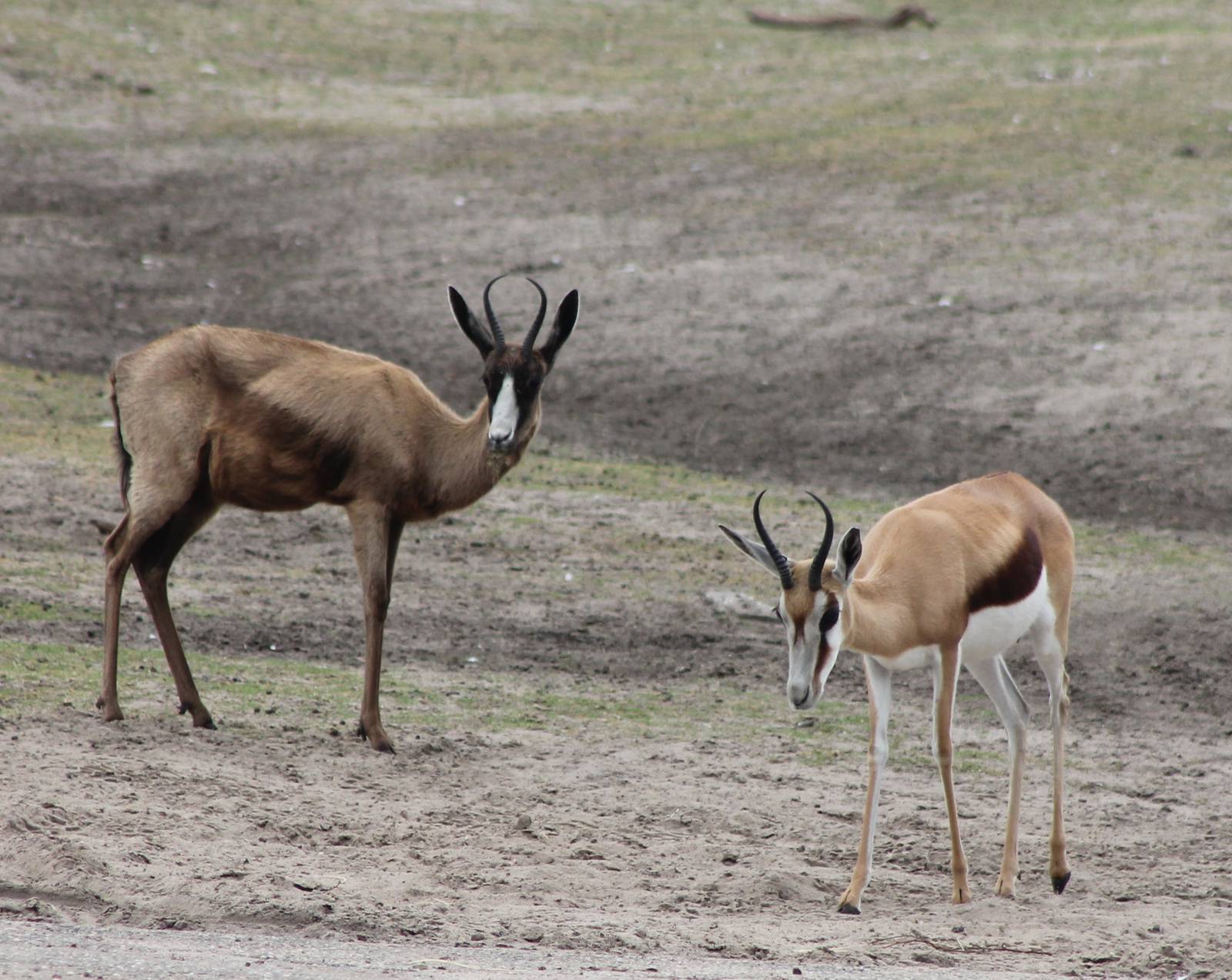 Black and normal colored Springbok