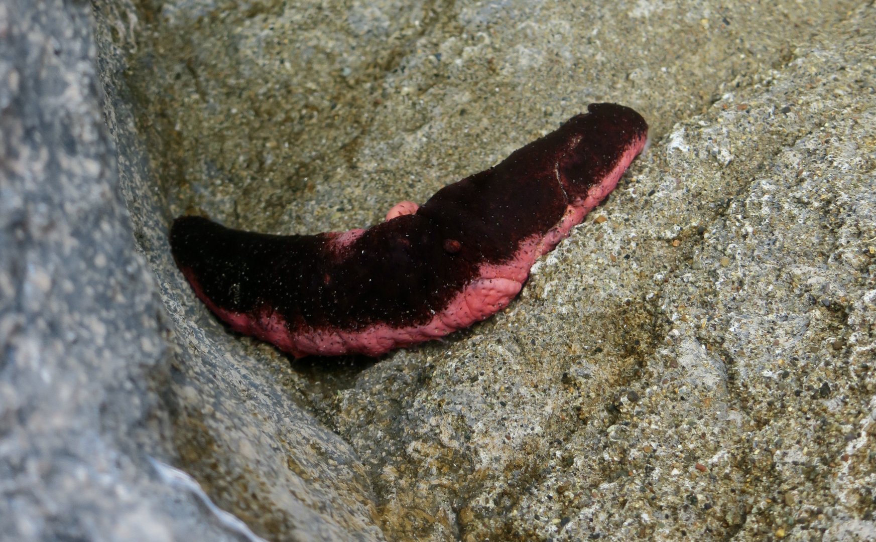 Black and Pink Sea Cucumber (Holothuria edulis)
