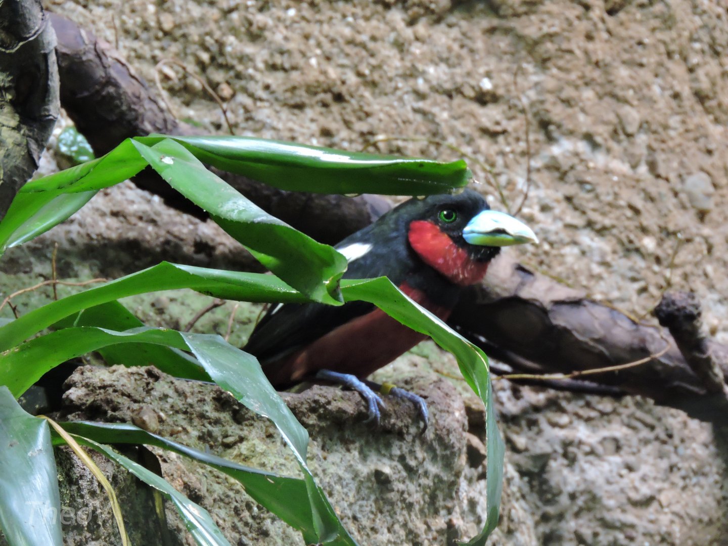 Black-and-red broadbill [2015]