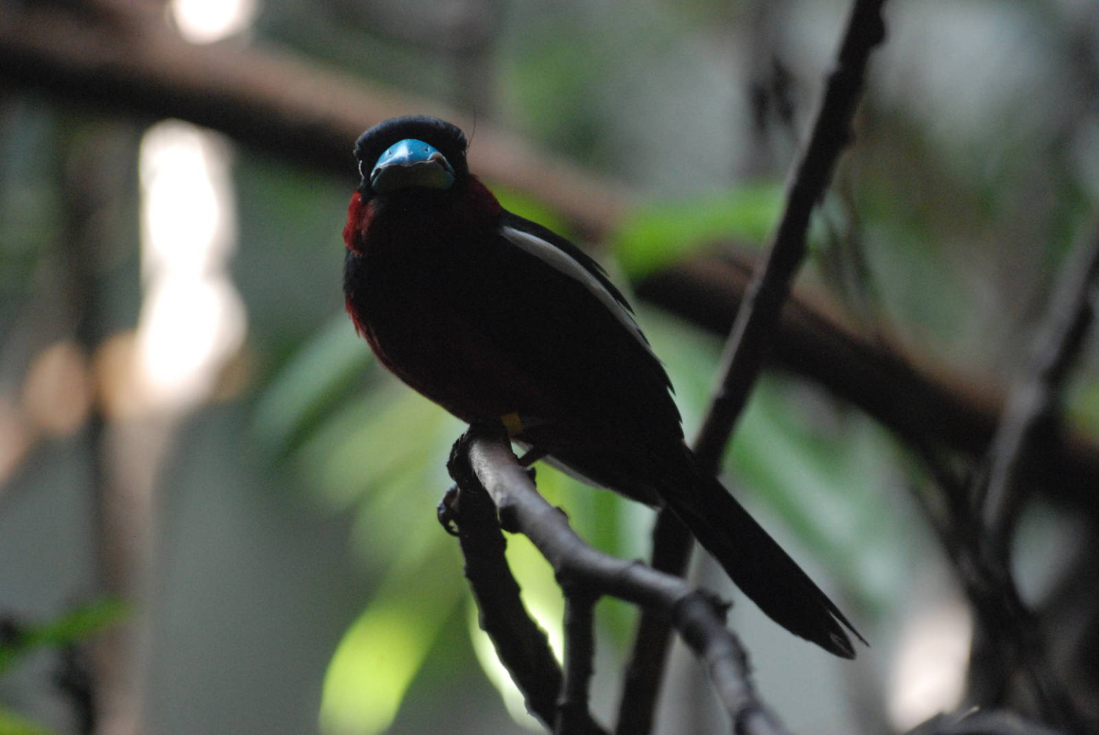 Black-and-Red Broadbill at Barcelona, 30/05/11