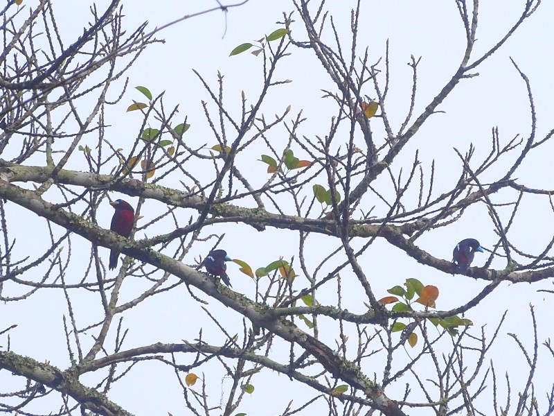 Black-and-red broadbill (Cymbirhynchus macrorhynchos siamensis)