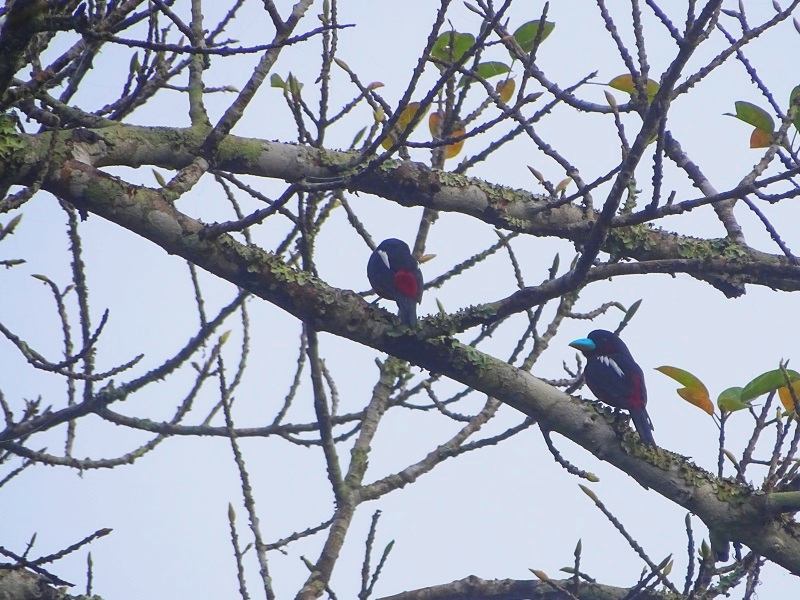 Black-and-red broadbill (Cymbirhynchus macrorhynchos siamensis)