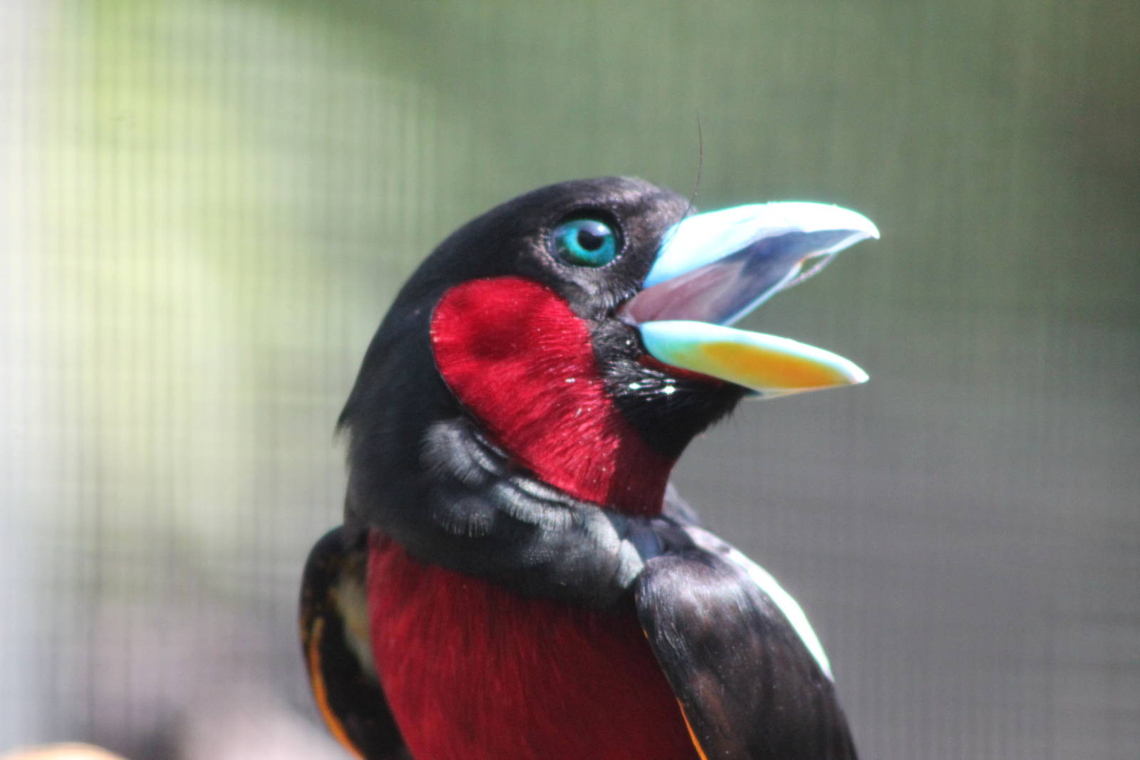 black and red broadbill (Cymbirhynchus macrorhynchos)