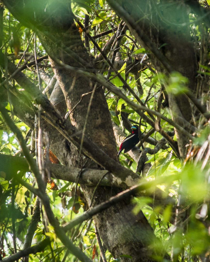 Black-and-red broadbill, Cymbirhynchus macrorhynchos