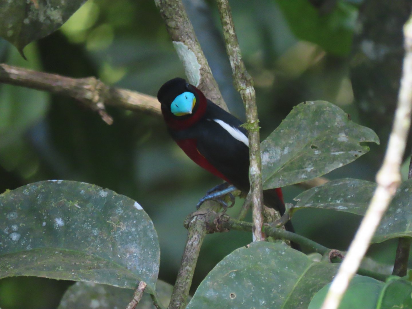 Black-and-red broadbill (Cymbirhynchus macrorhynchos)