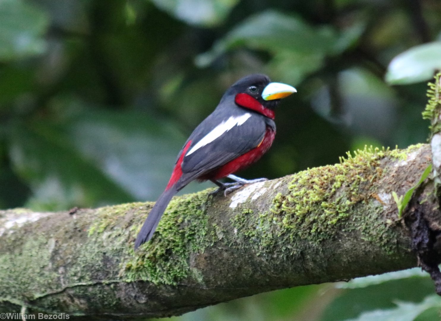 Black-and-red Broadbill - Danum Valley