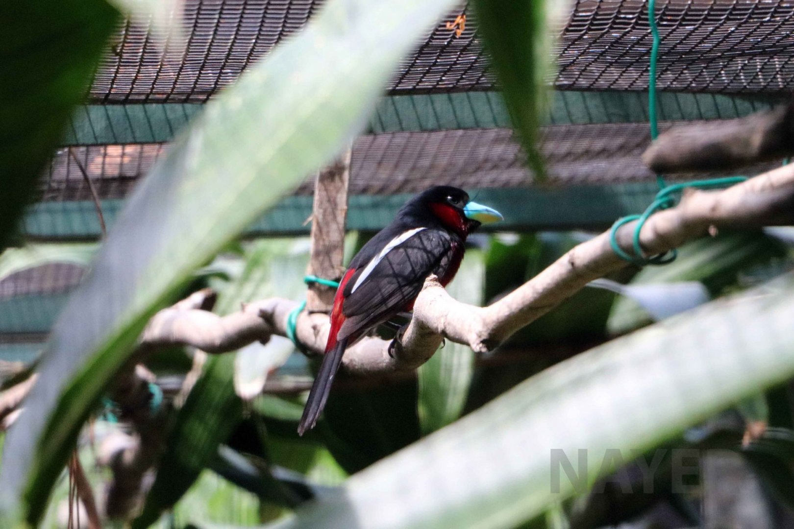 Black-and-red broadbill, June 2016